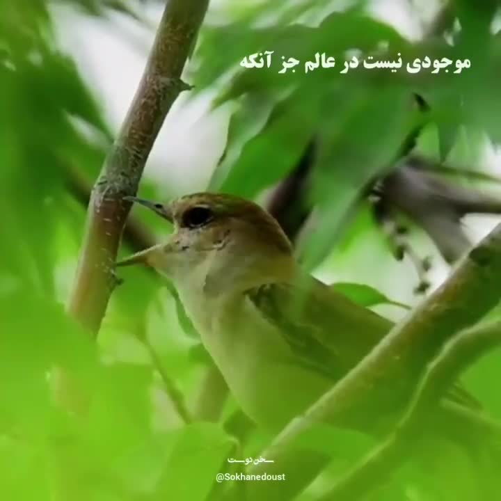 قرآن 